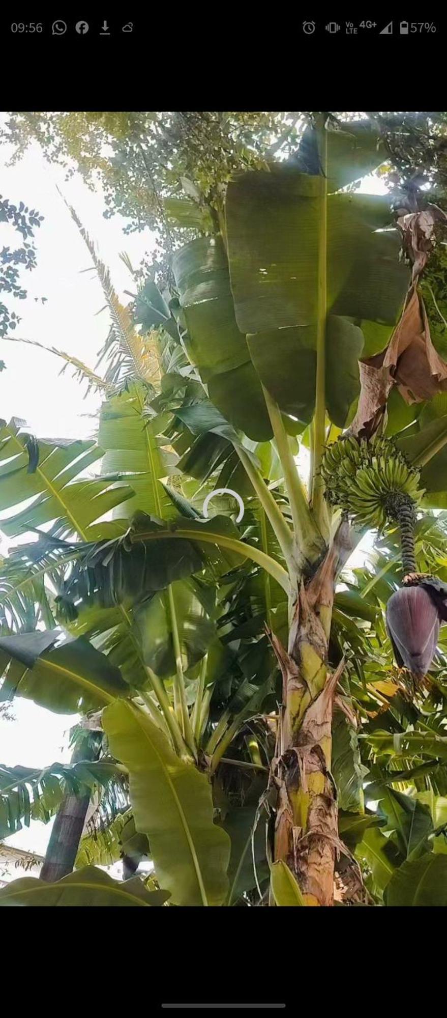 Pe De Pitanga - Unica Casa Arborizada Do Quarteirao Com Arvores Frutiferas Maringá Exterior photo